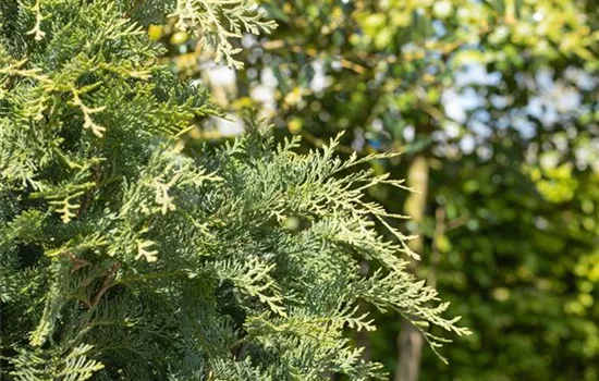 Immergrüne Nadelgehölze im Garten sind vielseitig einsetzbar