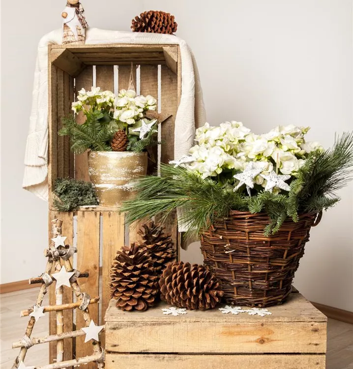 Begonia elatior, weiß