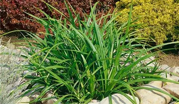 Zum Vergrößern klicken Bildvorschau