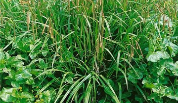 Zum Vergrößern klicken Bildvorschau