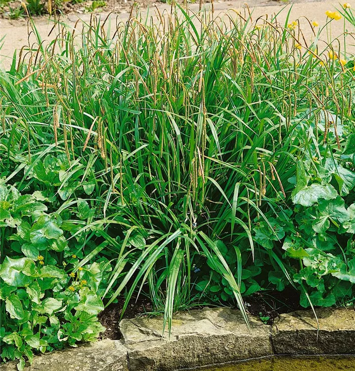 Hänge-Segge Hänge-Segge