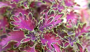 Zum Vergrößern klicken Bildvorschau