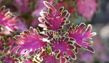 Zum Vergrößern klicken Bildvorschau