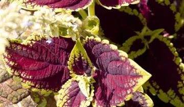 Zum Vergrößern klicken Bildvorschau