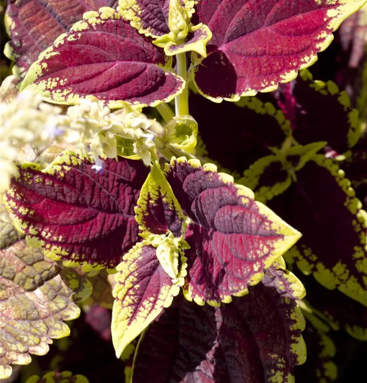 Buntnessel Buntnessel