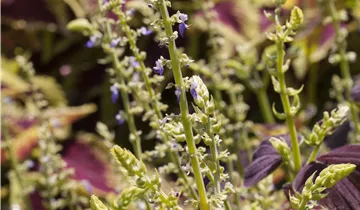 Zum Vergrößern klicken Bildvorschau