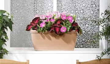 Zum Vergrößern klicken Bildvorschau