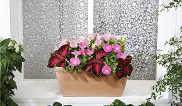 Zum Vergrößern klicken Bildvorschau