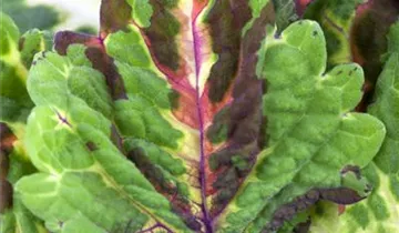 Zum Vergrößern klicken Bildvorschau