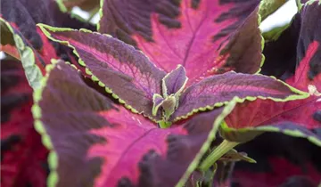 Zum Vergrößern klicken Bildvorschau