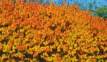 Zum Vergrößern klicken Bildvorschau