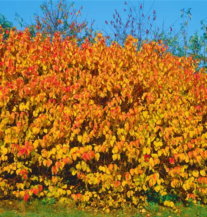 Roter Hartriegel Roter Hartriegel