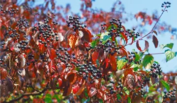 Zum Vergrößern klicken Bildvorschau