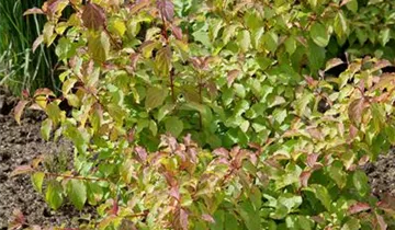 Zum Vergrößern klicken Bildvorschau