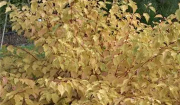 Zum Vergrößern klicken Bildvorschau