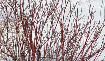 Zum Vergrößern klicken Bildvorschau