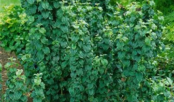 Zum Vergrößern klicken Bildvorschau