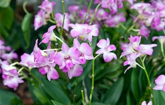 Dendrobium