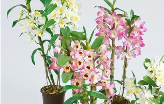 Dendrobium 'Emma'