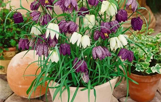 Gewöhnliche Schachblume