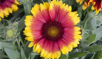 Zum Vergrößern klicken Bildvorschau