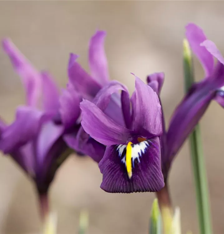 Zwiebel-Schwertlilie