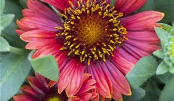 Zum Vergrößern klicken Bildvorschau