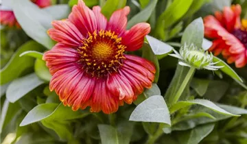 Zum Vergrößern klicken Bildvorschau