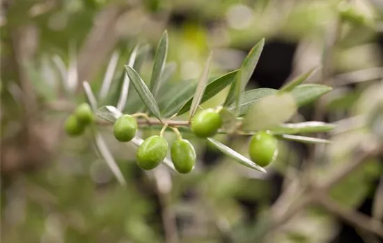 Kübelpflanzen für die Terrasse sorgen für mediterranes Flair