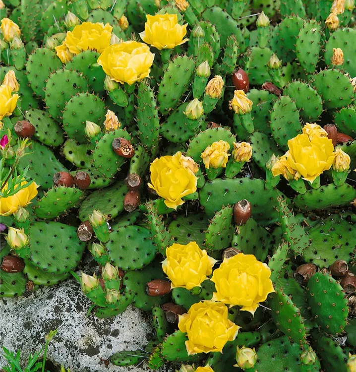 Zusammengedrückter Feigenkaktus Zusammengedrückter Feigenkaktus