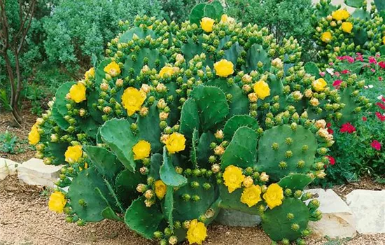 Gewöhnliche Opuntie Gewöhnliche Opuntie