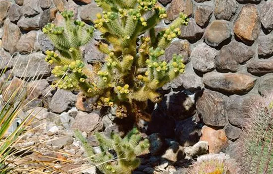 Feigenkaktus Feigenkaktus