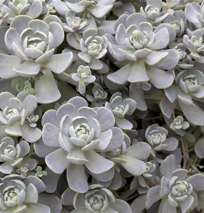 Chinesische Narrenkappe