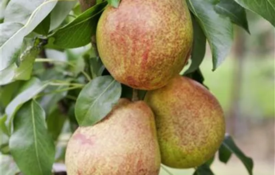 Birne 'Clapps Liebling' Birne 'Clapps Liebling'