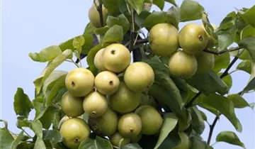 Zum Vergrößern klicken Bildvorschau