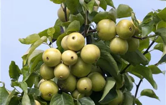 Nashi-Birne 'Nijiseiki' Nashi-Birne 'Nijiseiki'