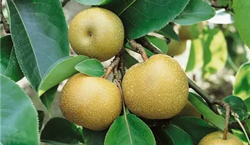 Zum Vergrößern klicken Bildvorschau