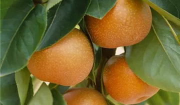 Zum Vergrößern klicken Bildvorschau