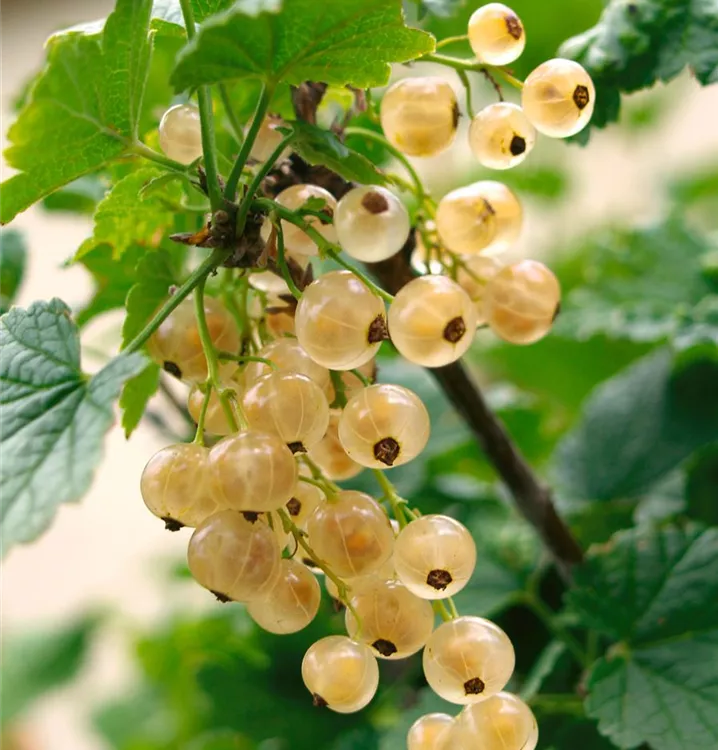 Johannisbeere 'Witte Hollander'