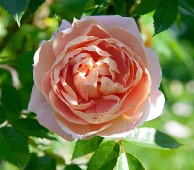 Strauchrose 'Colette'®